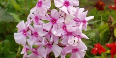 Kako razmnožavati floks ljeti, u jesen